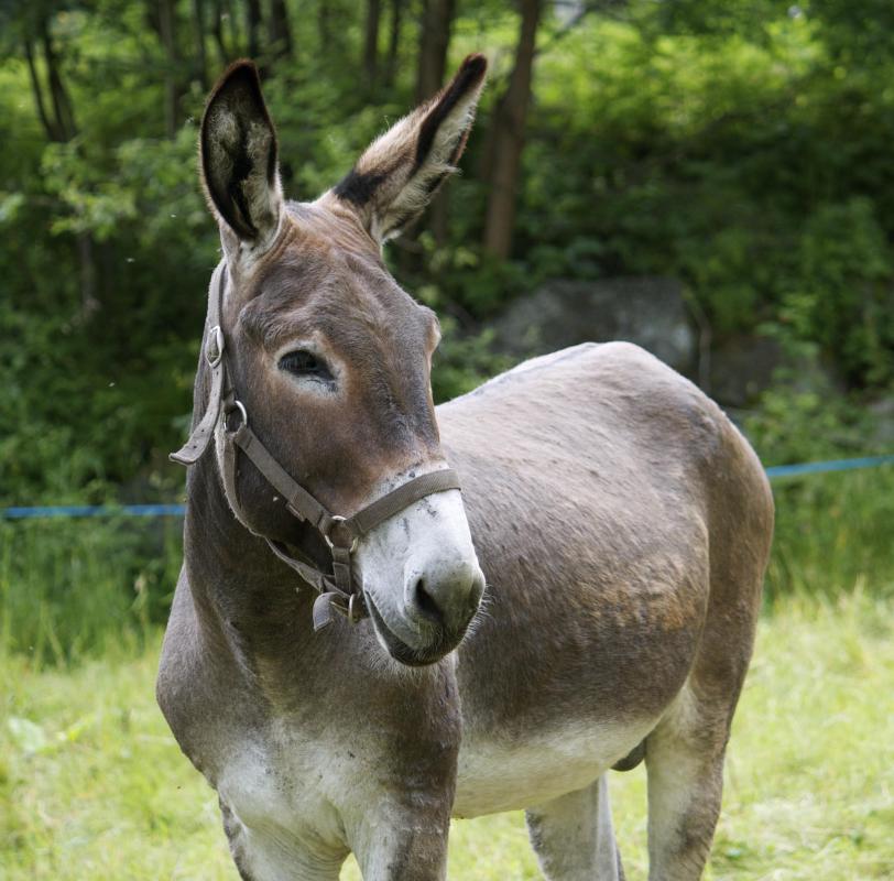 Mules can be hired to bring people to Citadelle Laferriere.