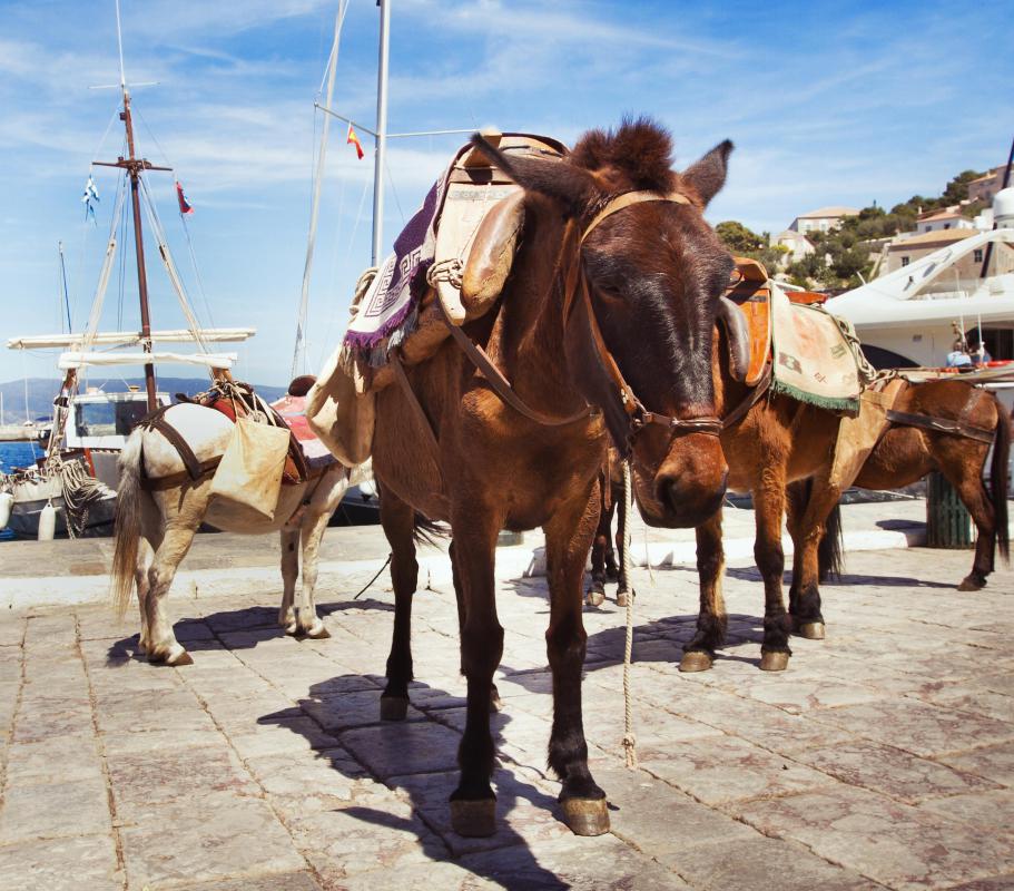 A sawbuck saddle allows a pack horse, such as a mule, donkey, or horse, to carry supplies on its back.