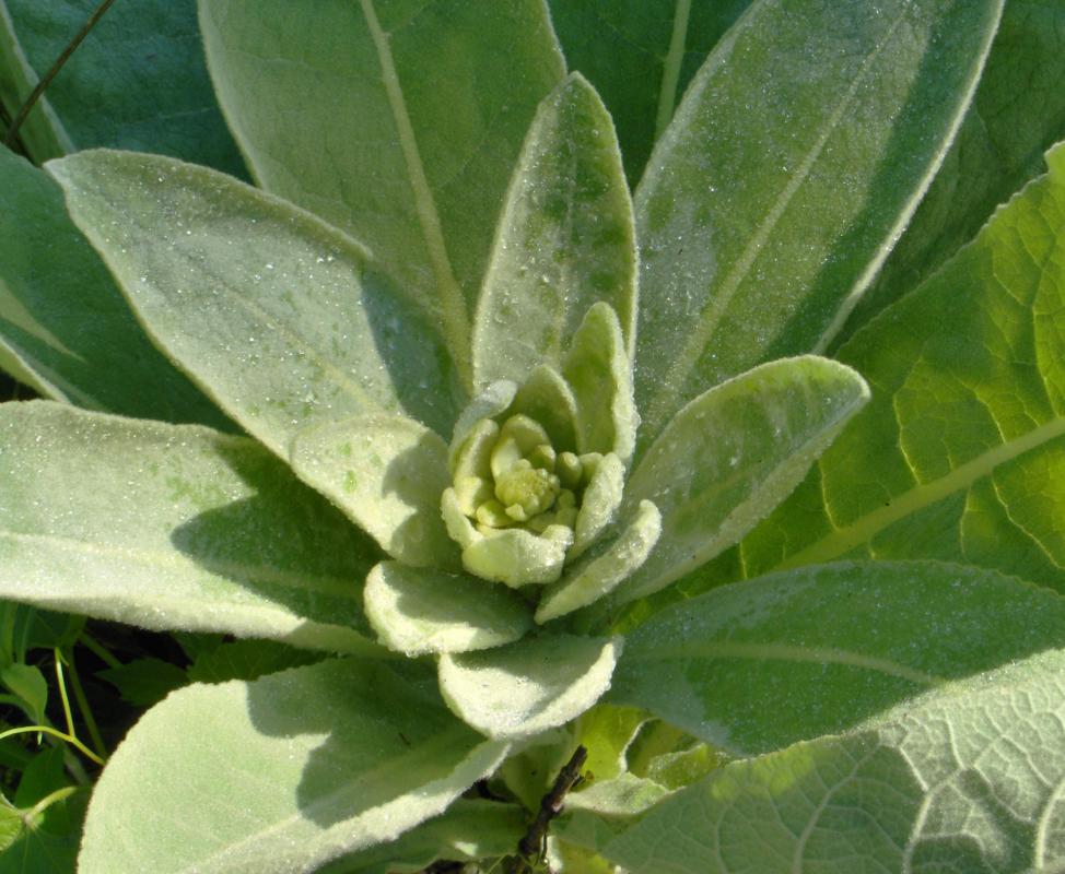 Mullein is often an ingredient in black ointment.