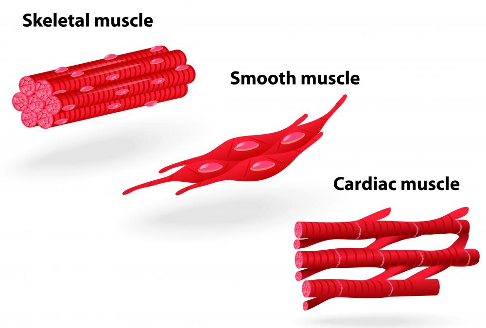 The work of smooth and cardiac muscles is involuntary.