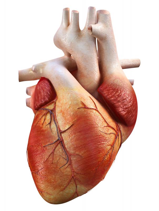 The heart is a muscle that continuously pumps blood throughout the body.