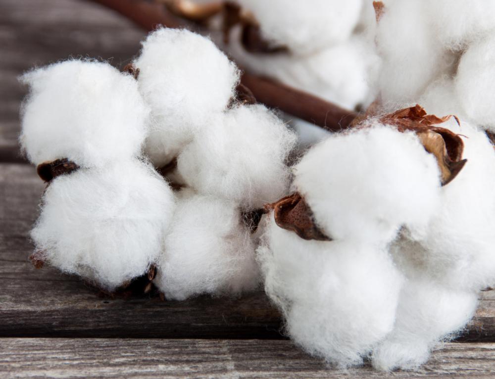 Cotton is often used in the manufacture of clothing.