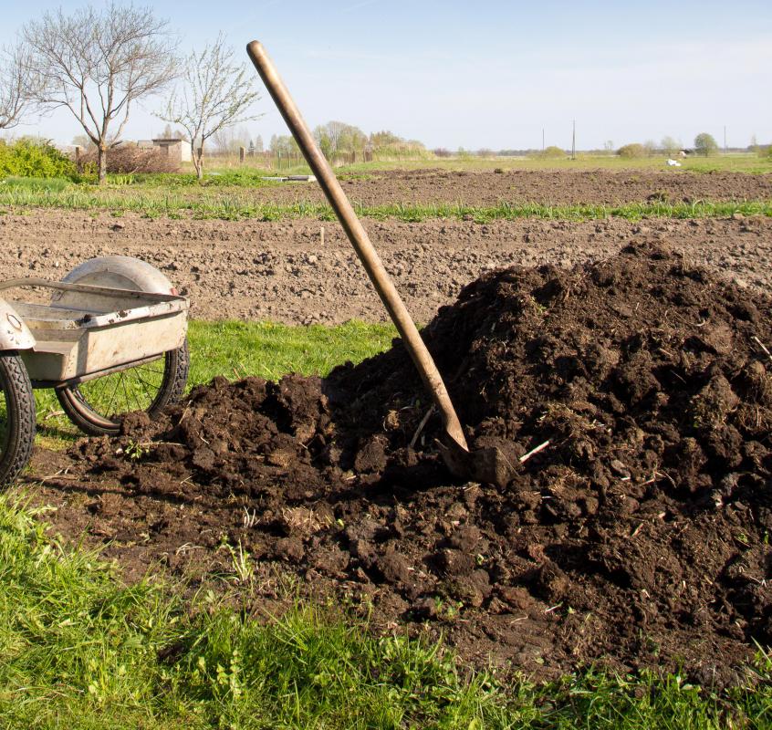 Animal manure is a common ingredient in organic fertilizers.