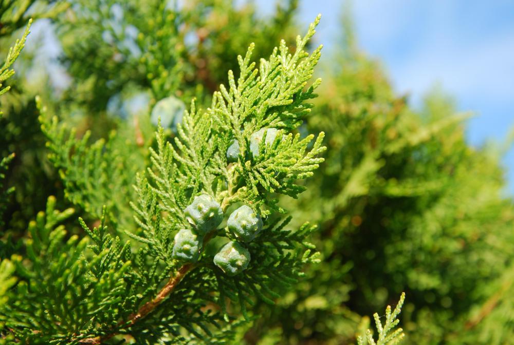 Seattle is full of evergreen trees.