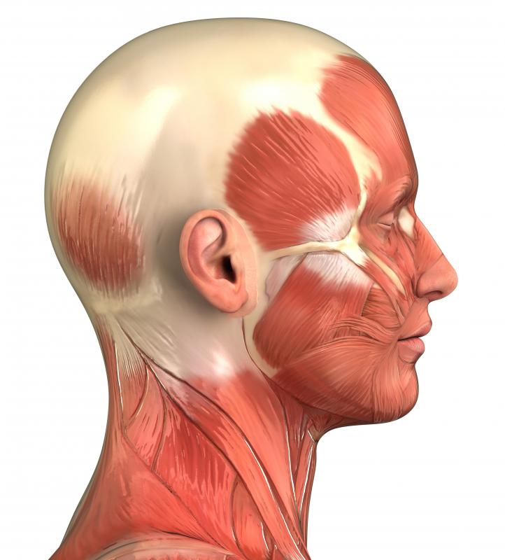 Sternocleidomastoid muscles are a set of muscles in the neck which assist in breathing.