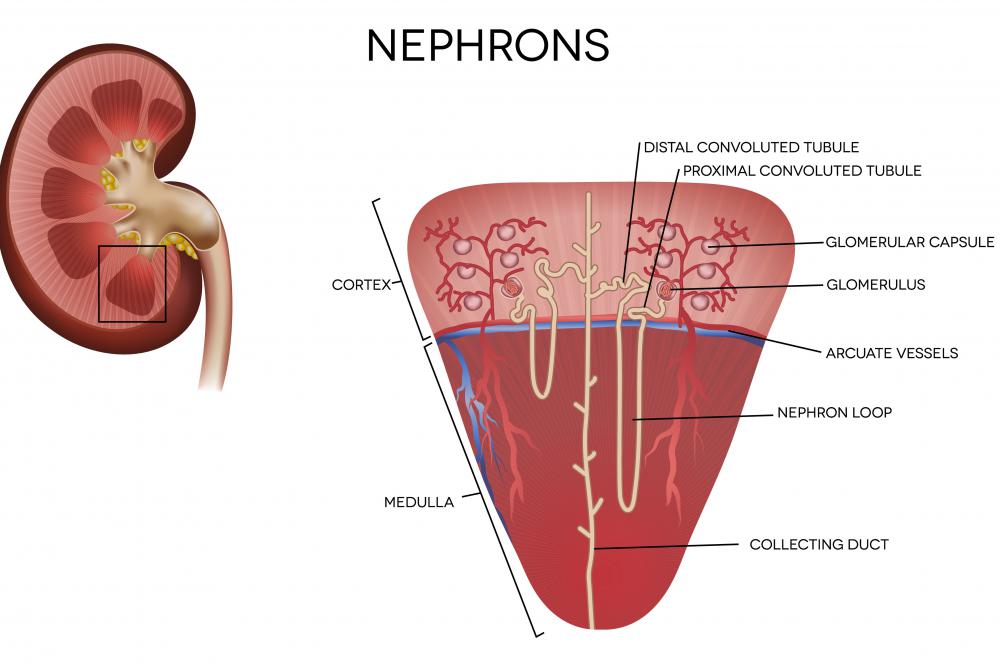 The kidneys contain millions of nephrons, which are responsible for filtering the blood.