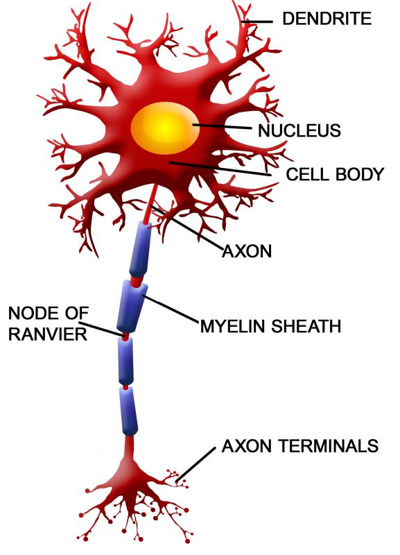 White matter contains bundles of axons.