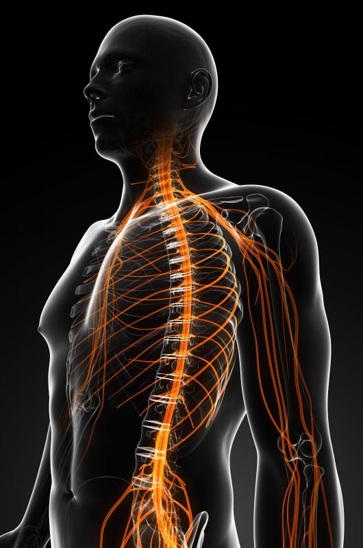Nerves act as a pathway for electrochemical impulses.