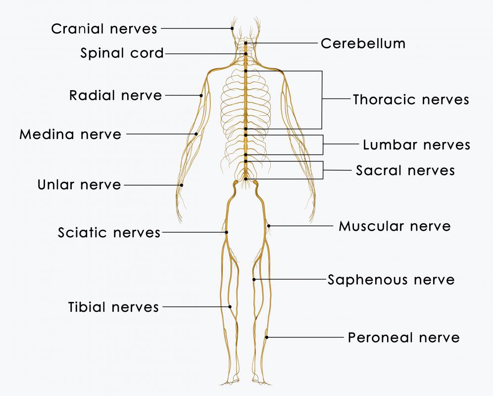 The radial nerve is found in the arm and helps to control muscle movement.