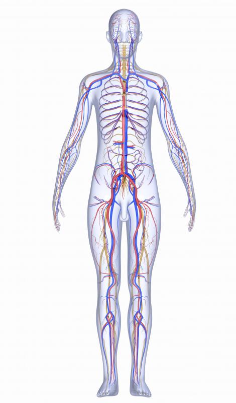 The central nervous system serves as a signaling conduit between muscles and the brain.