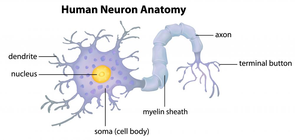 MS attacks and damages the myelin sheath.