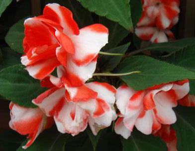 Impatiens are a type of flower that can be planted in the spring.