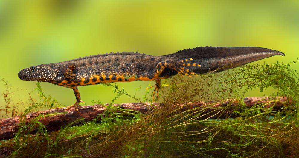 Newts are a type of amphibians.