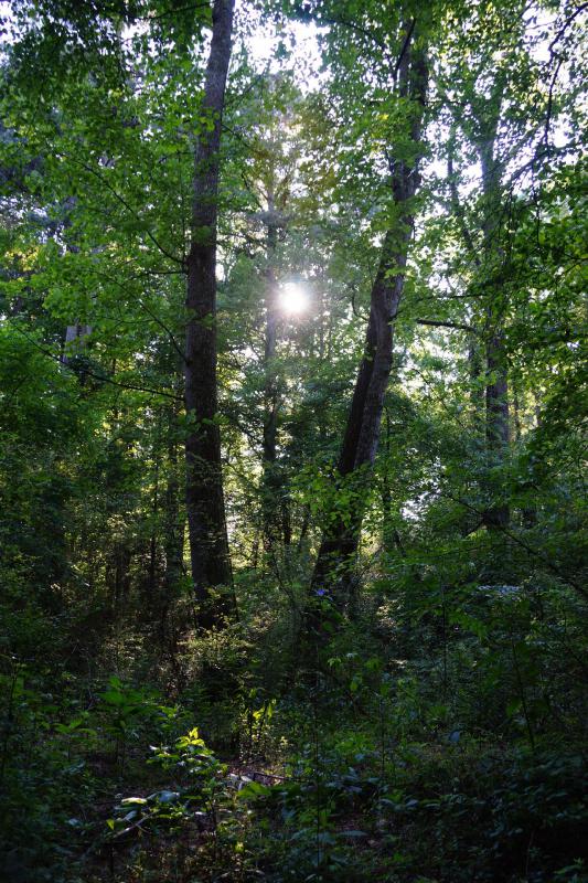 Iowa forests include various species, but the bur oak has the highest statewide live-tree volume.