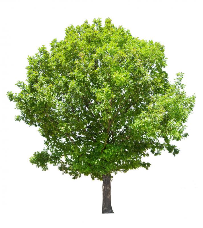 Hardwoods come from deciduous trees.