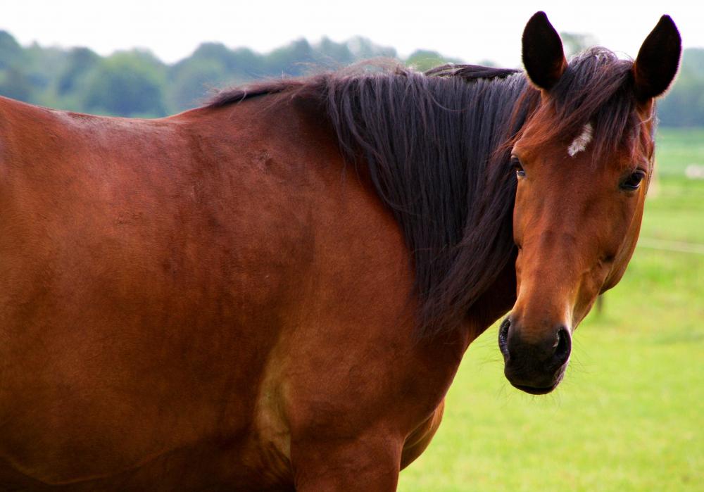 Hemlock can be deadly to horses and is typically removed from pastures by their keepers.