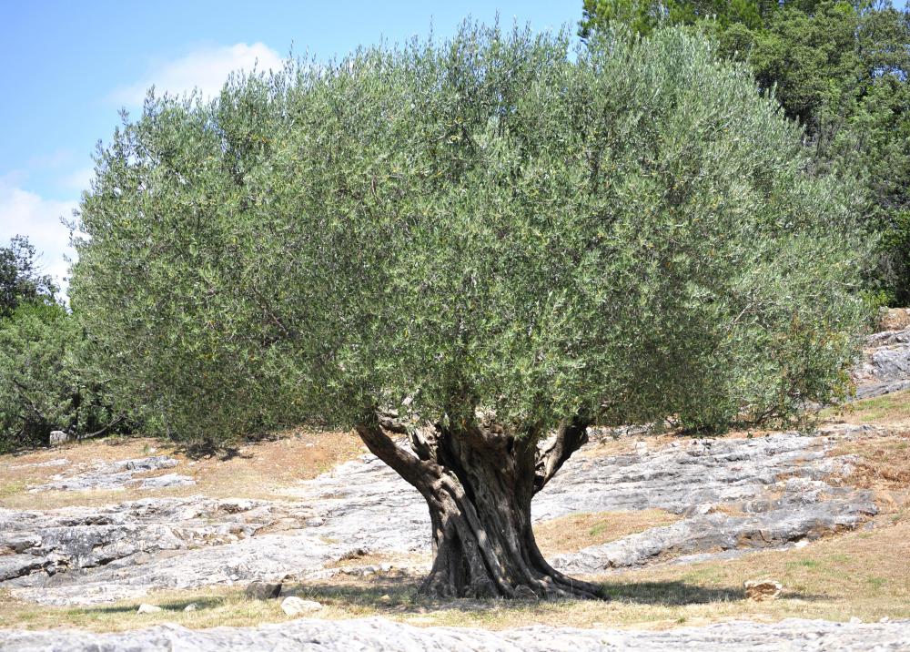 Olive trees are cultivated throughout the Mediterranean.