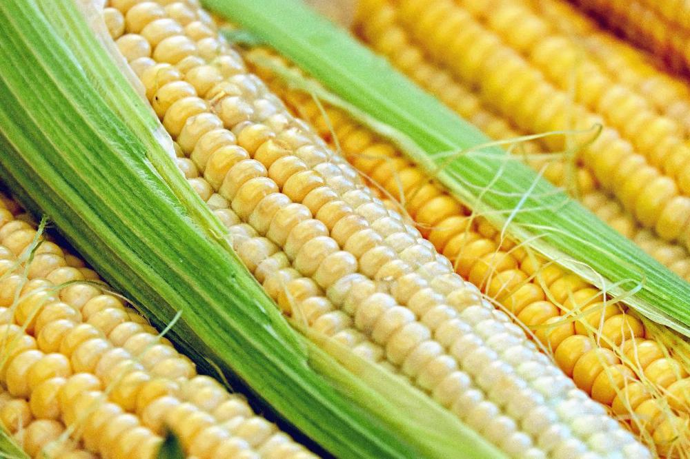 Though its official nickname is the Hawkeye State, Iowa is also known as Land Where the Tall Corn Grows.