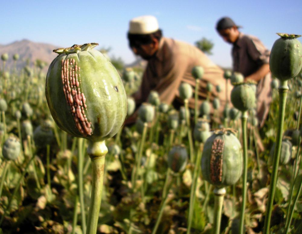 Codeine is derived from certain types of poppy plants.