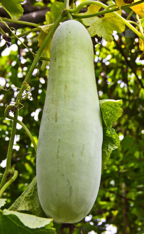 Bottle gourds are often used as vessels for storage.
