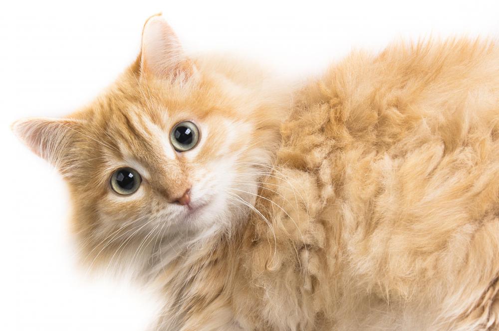 Many memes on the Internet involve cats.