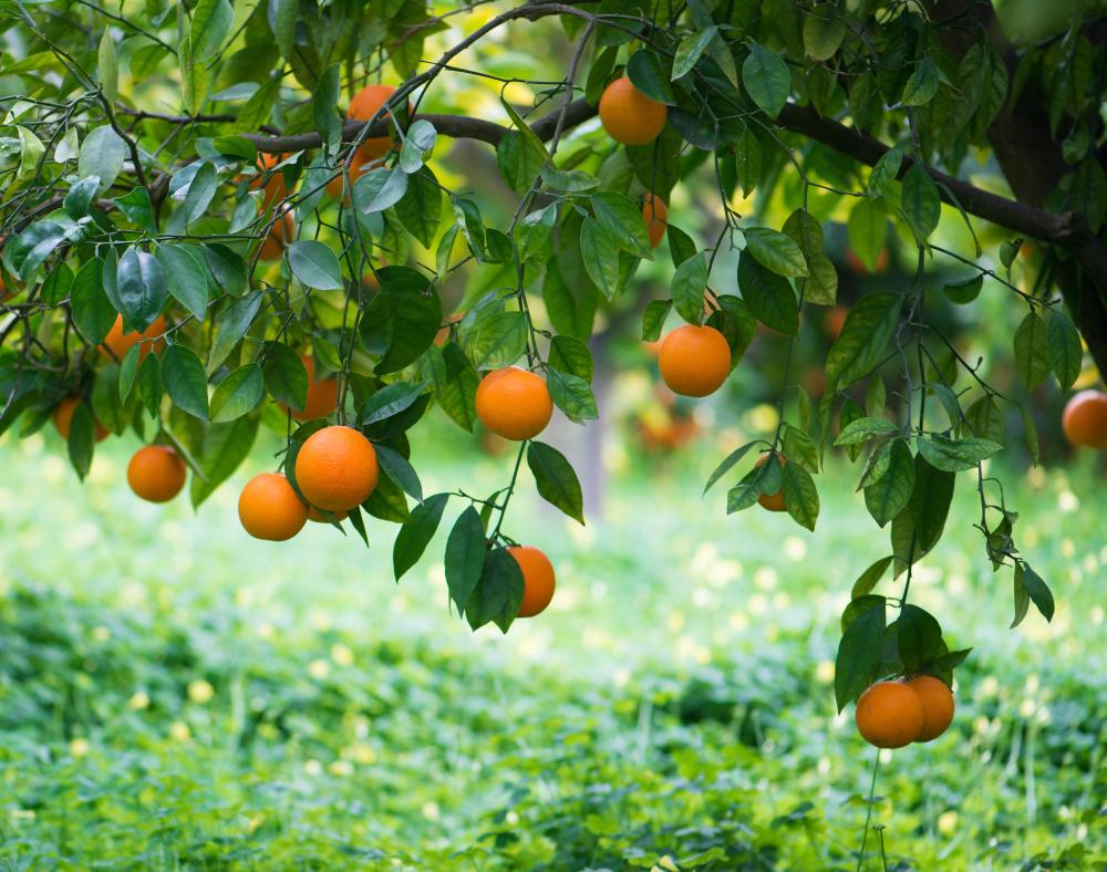 Hollywood was originally an agricultural area full of orange groves.