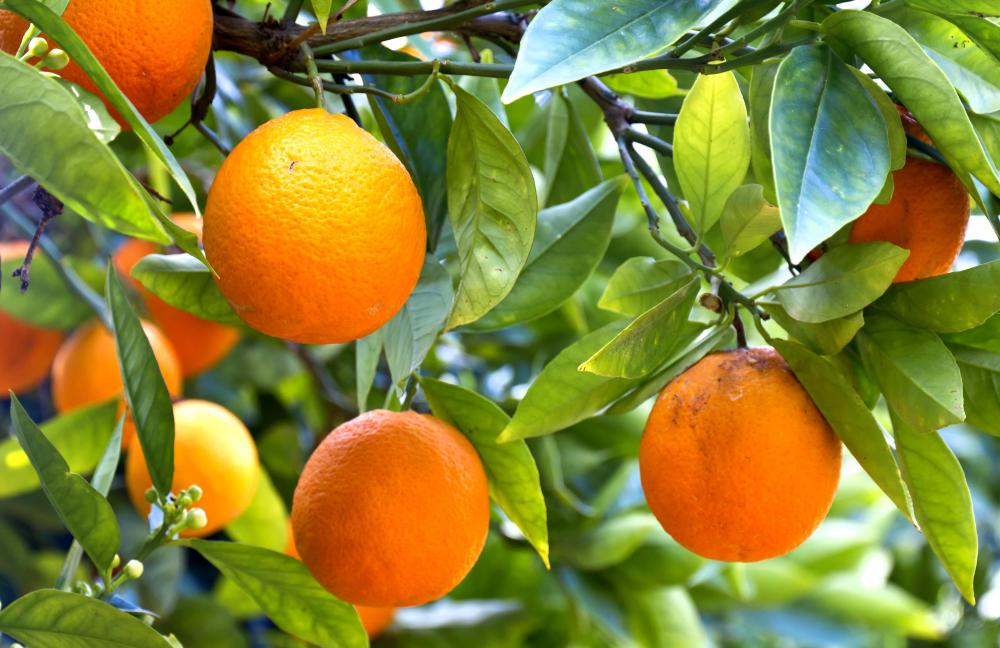 Citrus fruits are rich in glutamine, which helps the human body produce GABA.