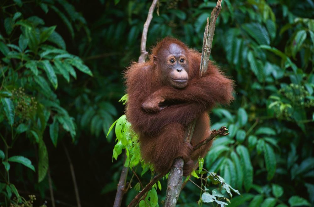 The definition of a primate covers between 190-400 species, including the Orangutan.