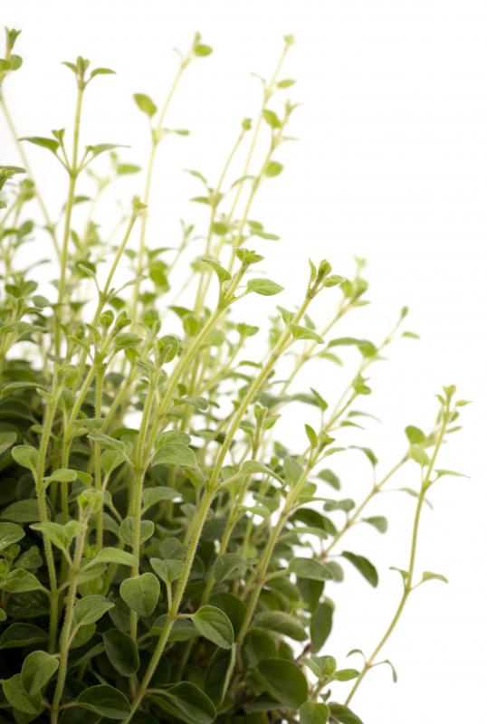 Oregano oil marketed as acne treatment comes from wild oregano plants.