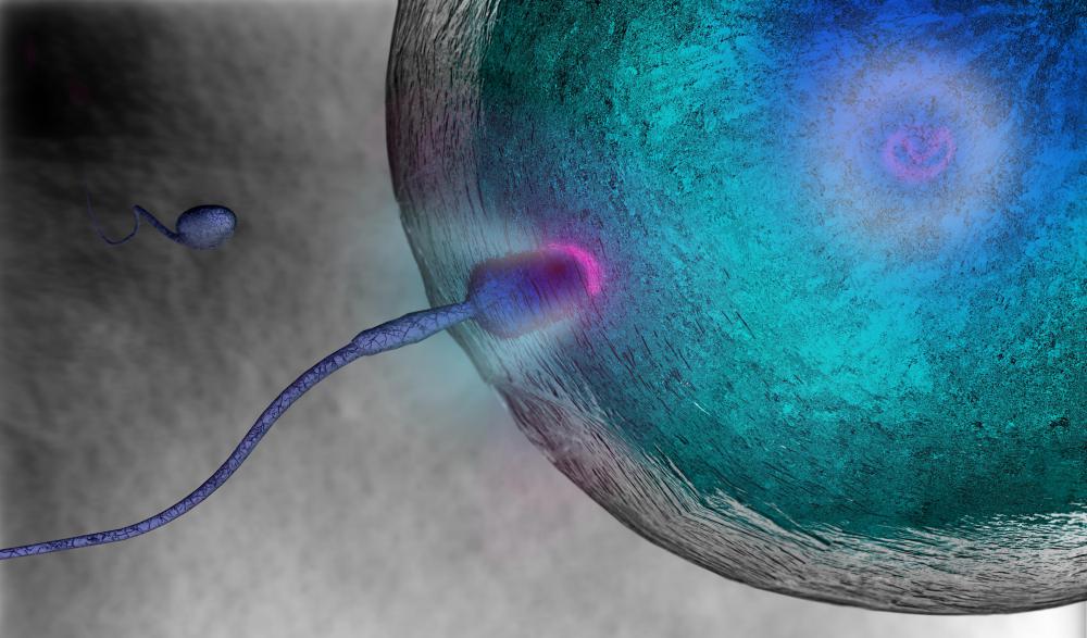 During IVF, sperm and embryo are joined in a laboratory setting.