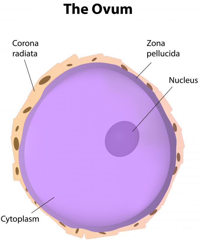Once a fully mature ovum has been produced, estrogen is released into the body.