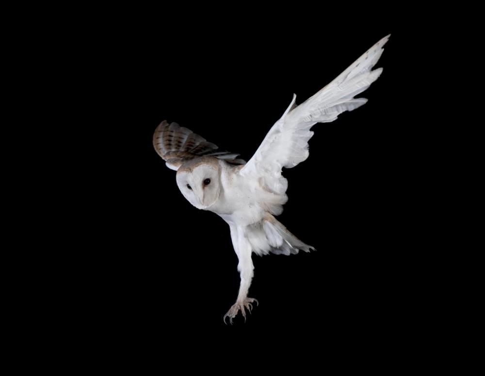 Some skin-walkers take the form of owls.