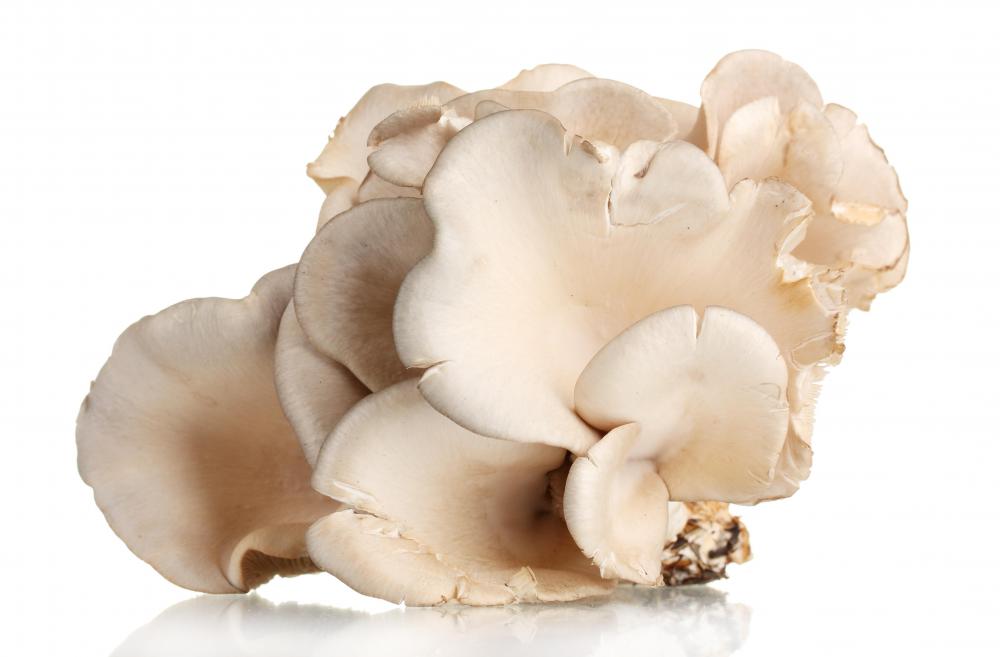 Oyster mushrooms are easy to cultivate at home.