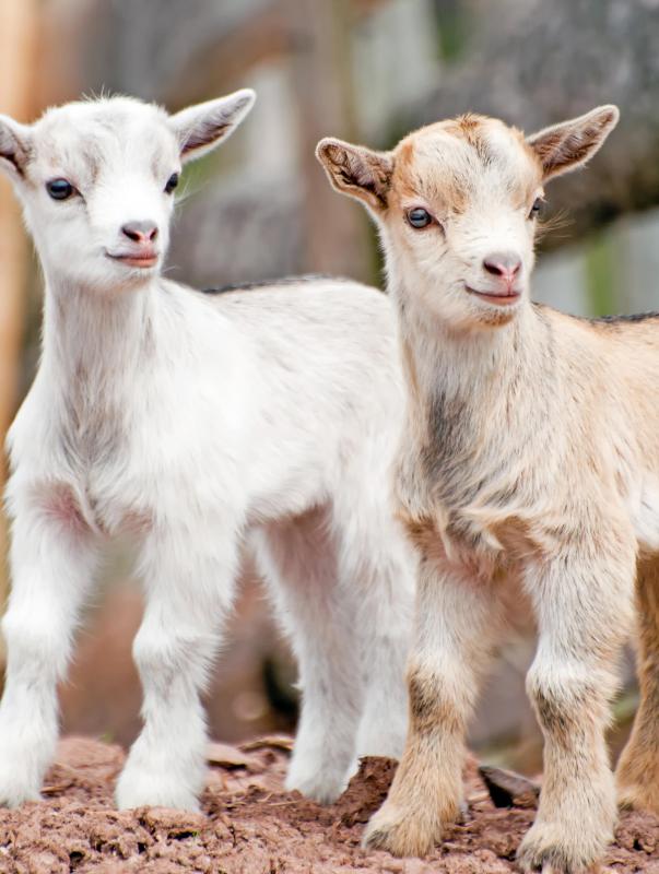 Baby goats have kidskin.
