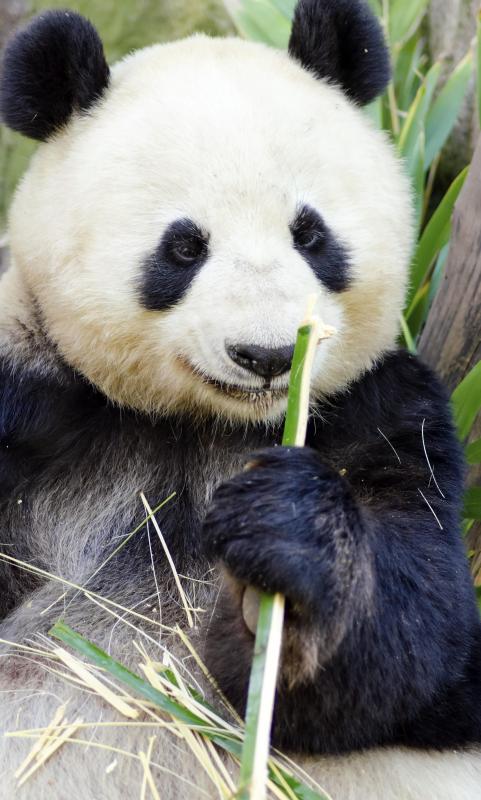 Most mammals have a chemical digestion process similar to that of humans.