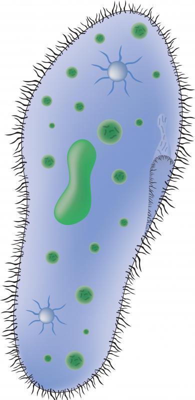 Paramecium may be used in classroom labs to study biological processes.