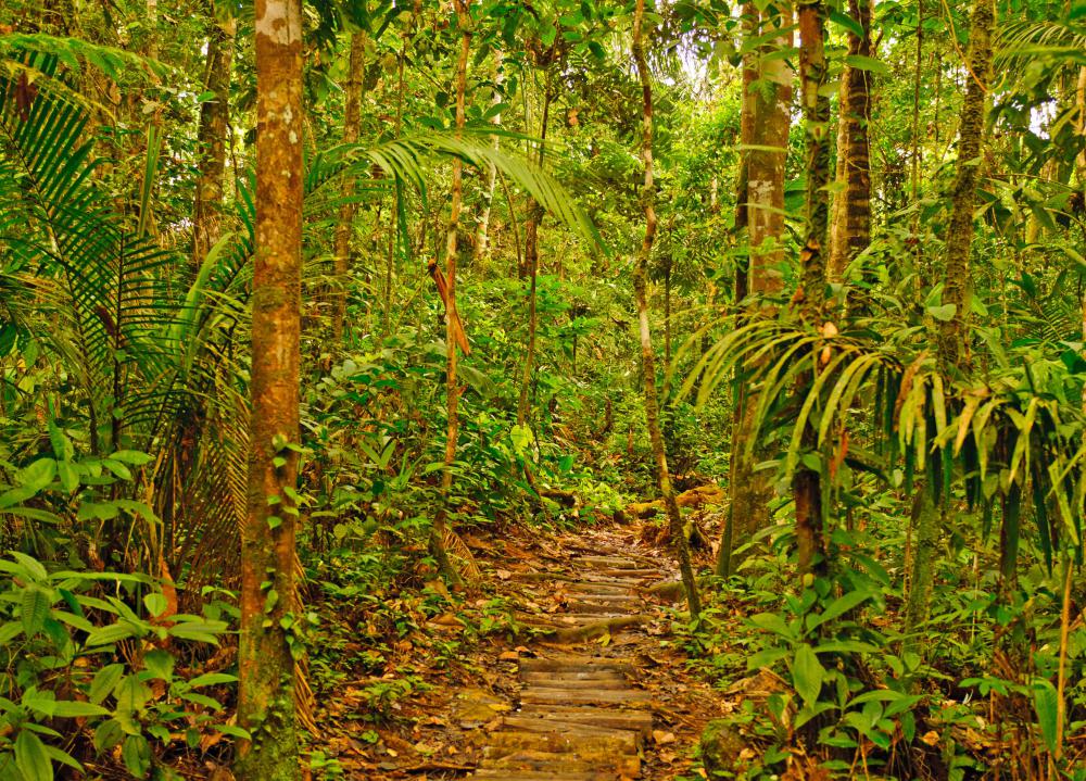 Tropical forests have the most lush vegetation.