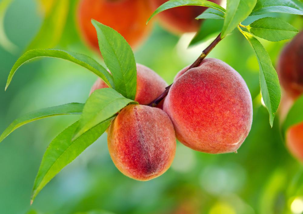 Peach trees require fertilizer that contains phosphorus, potassium, and nitrogen.