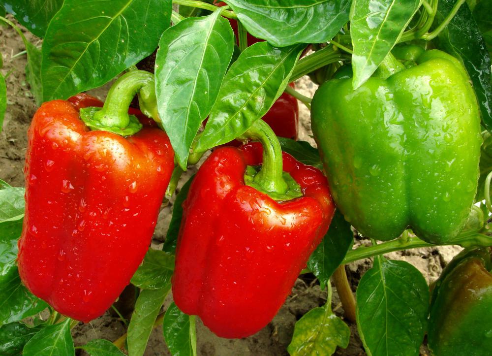 Peppers may be watered using sub-irrigation methods.