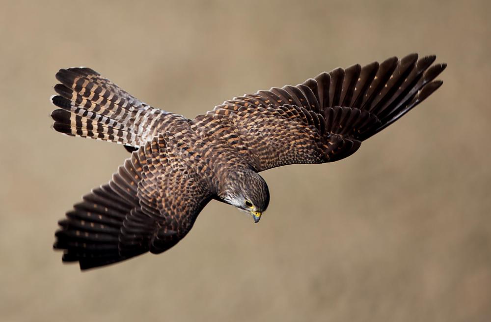 Peregrine falcons are being reintroduced on the U.S. side of the Rockies.