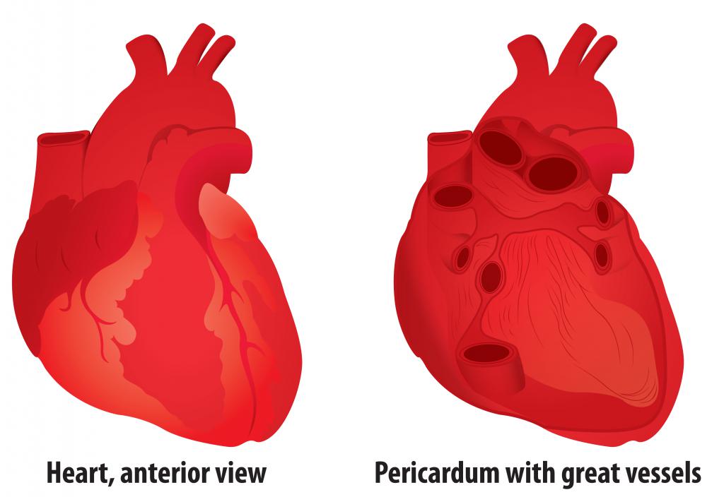 The aortic root is enclosed within the pericardium, which is a protective sac containing the heart and major arteries.