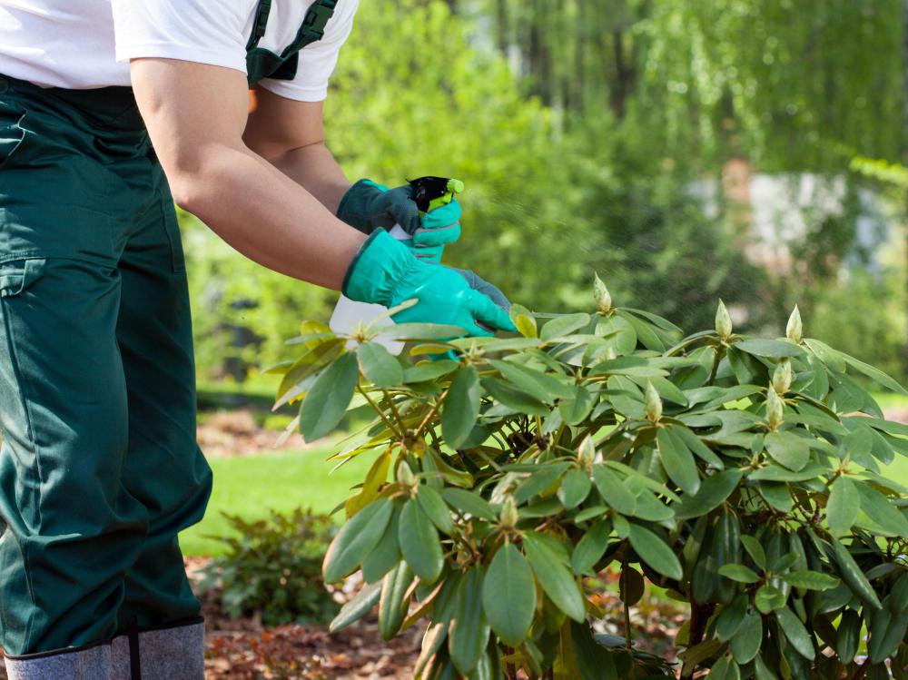 Peat moss retains lots of water, making it useful to gardeners.