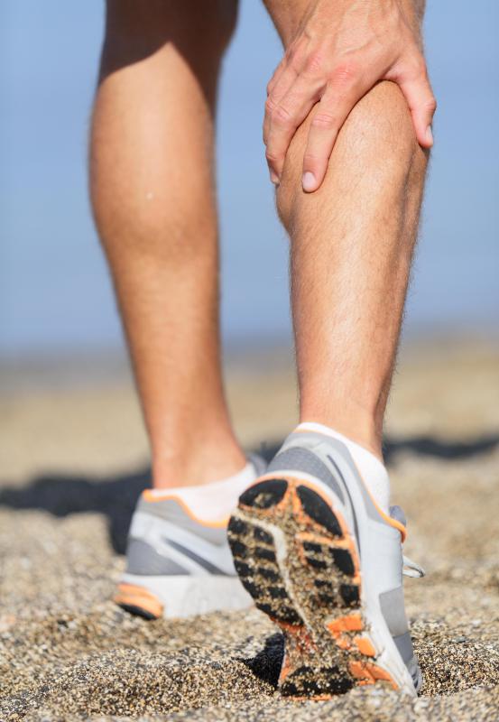 The calf consists of three muscles in the lower back part of the leg.