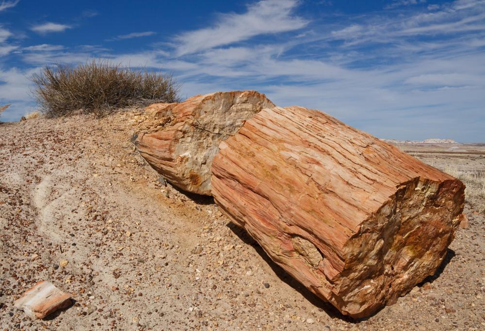 Petrified palmwood is the state rock of Texas, although it is not a real stone.
