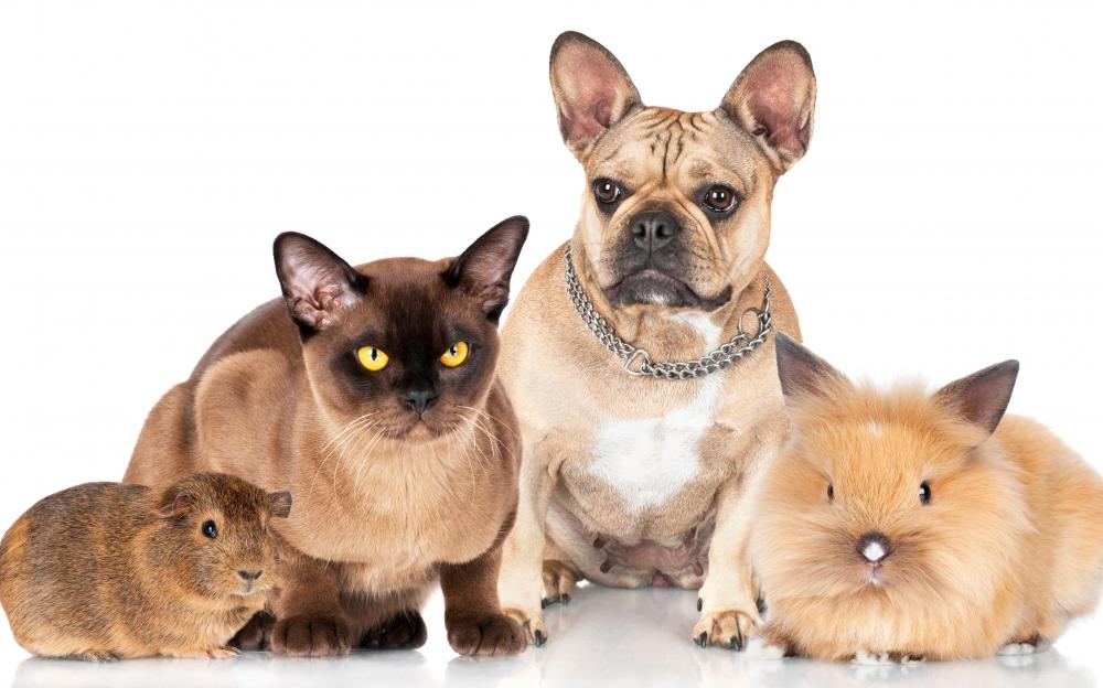 Tell-tale symptoms include frequent scratching, small amounts of blood on the animal's fur, and bald spots where the scratching is most vigorous.