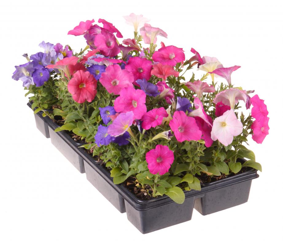 Bees helped promote the evolution of flowering plants.