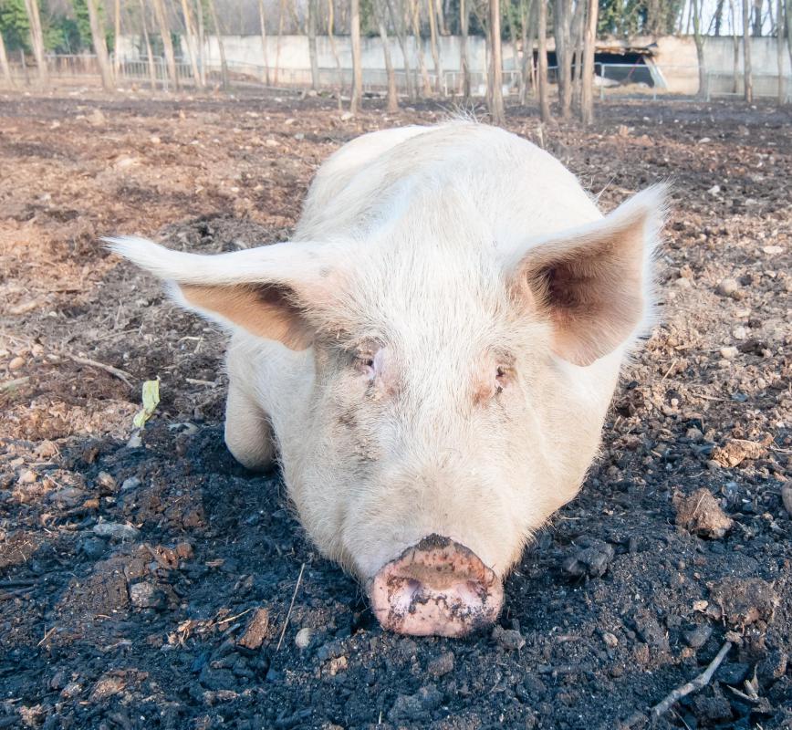 Animal activists have raised the ethical issue of whether animals deserve the rights that people enjoy.