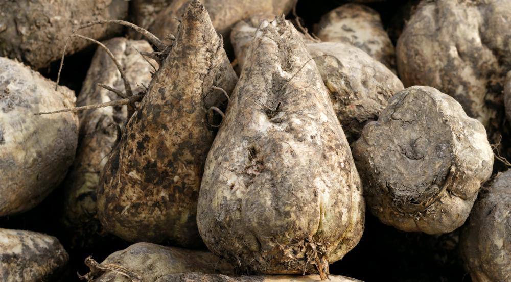 For centuries beets have been refined into sugar.