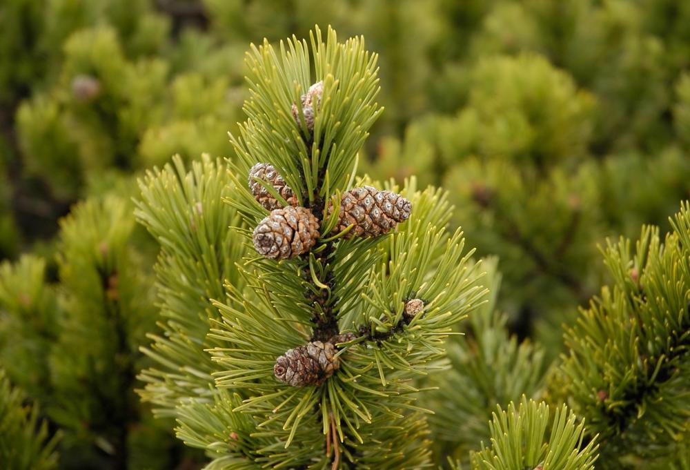Pine cones are the reproductive organs of a pine tree.