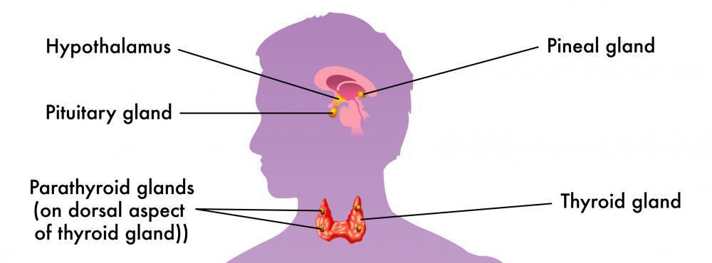 The pituitary gland is generally considered a central hub for hormone production, distribution and regulation.